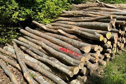 Stammholz Buche & Esche 3 m Aktionssortiment – LKW-Ladung 45 RM