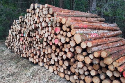 Stammholz Nadelholz Fichte & Kiefer – LKW-Ladung 50 RM