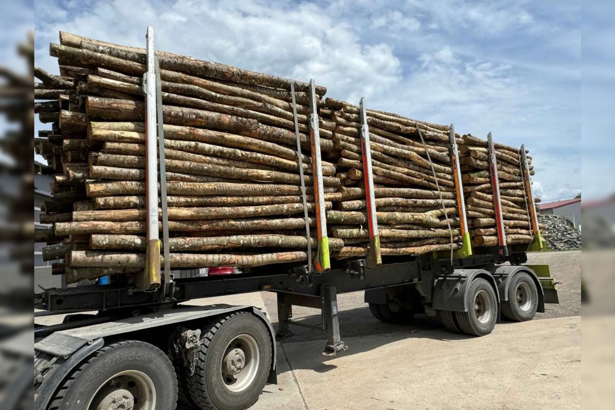 Stammholz Buche, Esche & Eiche Sondersortiment – LKW-Ladung 40 RM